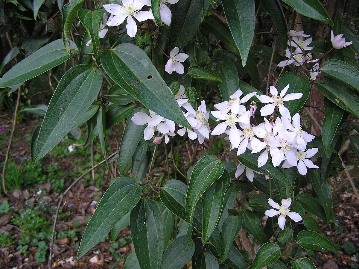 Clematis armandii