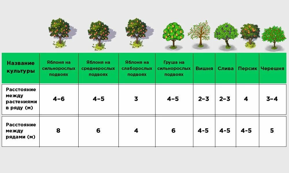 Каких только фруктовых деревьев нет впр. Схема посадки плодовых деревьев. Схема выращивания плодовых саженцев. Схема посадки плодовых кустарников. Крона взрослой яблони диаметр.