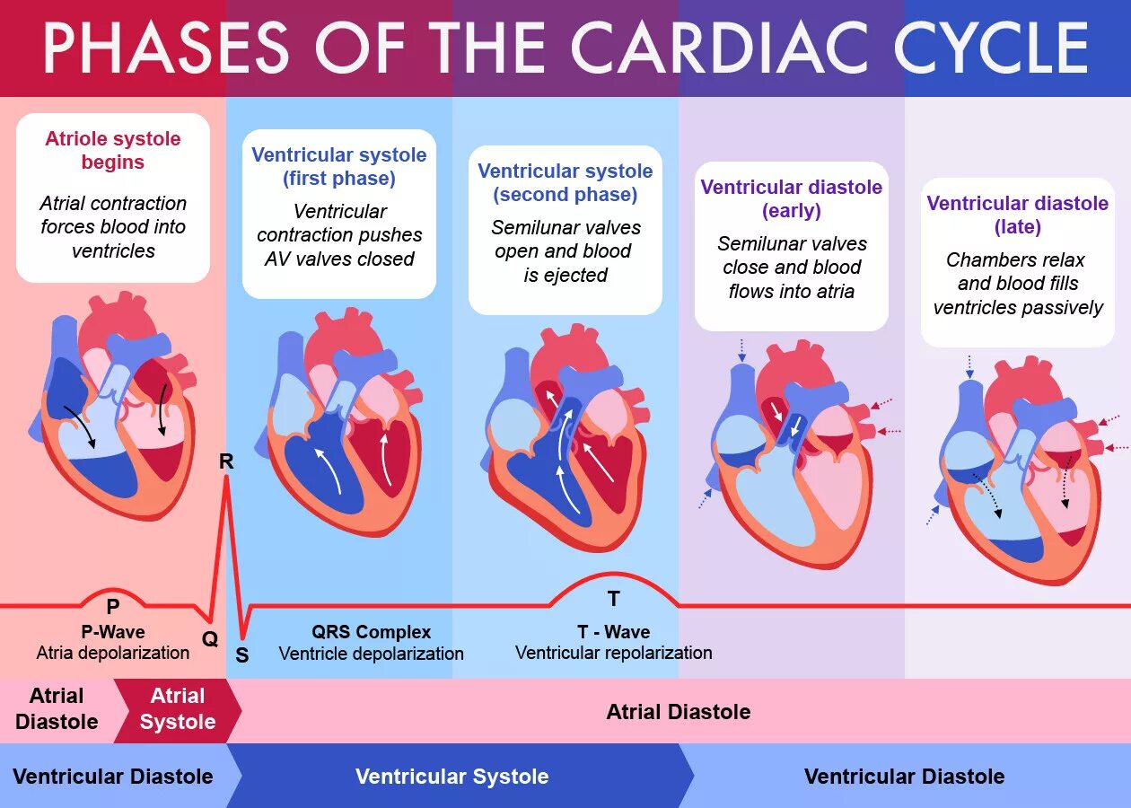 Как изменяется сердечный цикл во время физической. Фаза сердечного цикла систола желудочков. Фазы сердечного цикла физиология. Систола и диастола сердца. Схема сердечного цикла физиология.