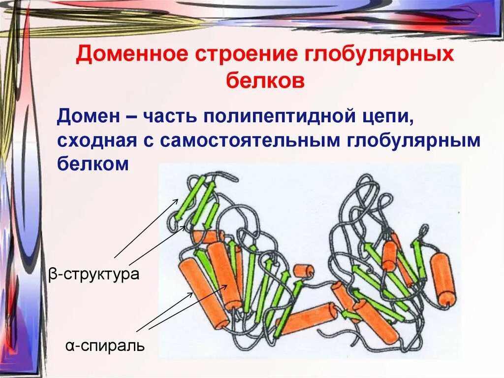 Доменная структура белков. Доменная структура белков биохимия. Доменная структура белка. Домены в структуре белка.