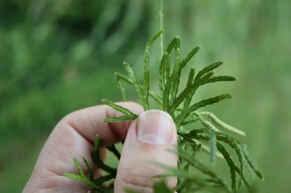 Плаун сплюснутый. Lycopodium complanatum. Diphasiastrum complanatum (плаун уплощенный). Папоротник Дифазиаструм.