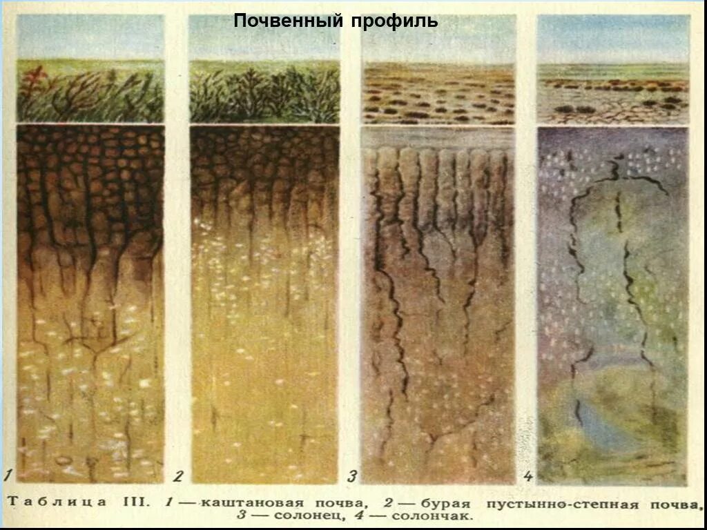 Почвенный профиль бурые полупустынные почвы. Почвенный профиль Солонцы почвы. Солончаки Солонцы и солоди. Почвенный профиль светло каштановых почв. Каштановые сухие степи