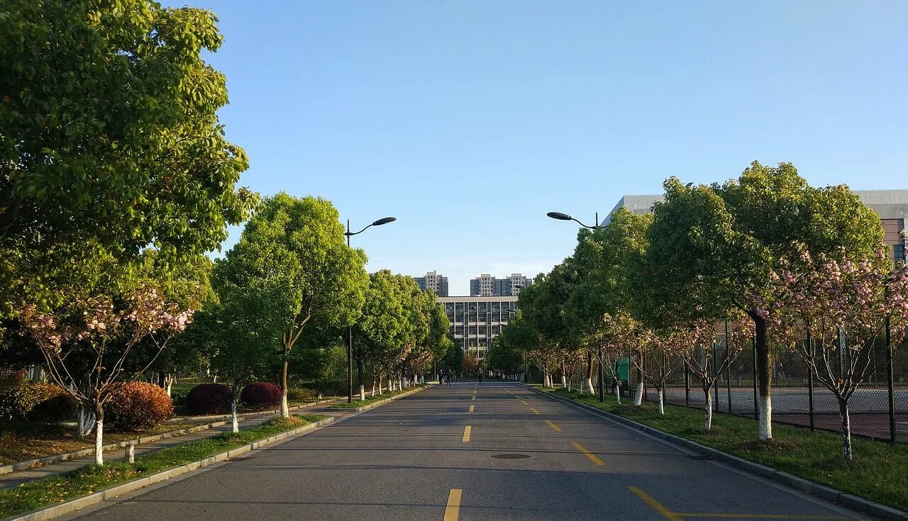 Street trees. Зеленые насаждения в городе. Деревья вдоль улицы. Зеленые насаждения вдоль дорог. Деревья зеленые насаждения.