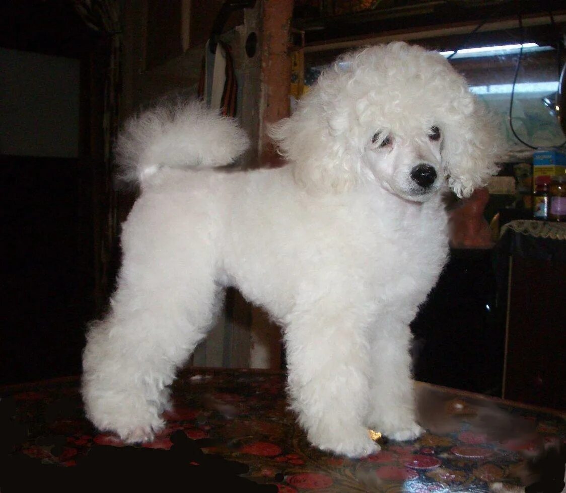 Карликовый пудель белого цвета. Карликовый пудель белый. Мини пудель белый. Той пудель белый мини. Мини пудель белый.