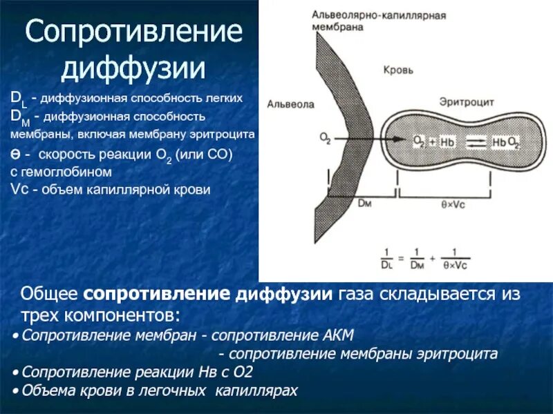 Диффузная мембрана. Диффузионная способность легких. Диффузионная способность легких факторы ее определяющие. Факторы влияющие на диффузионную способность легких. Альвеолярно капиллярная мембрана.