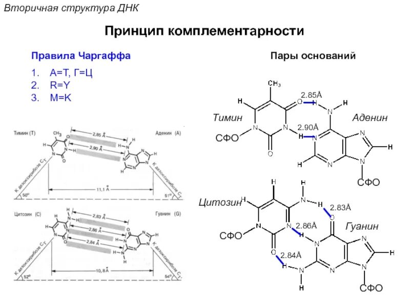 Комплементарные пары оснований днк. Строение днк правило чаргаффа. аденин гуанин цитозин тимин структурные формулы. аденин структура. вторичная структура днк аденин и тимин.