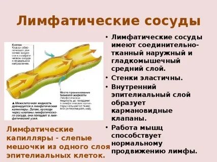Глюкоза в лимфе