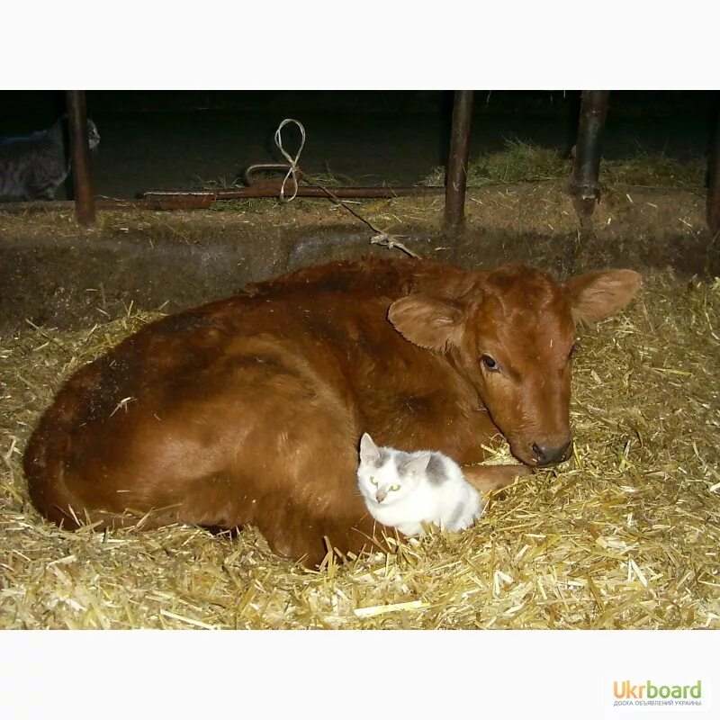 Бычки порода голштины 2 недели. Бычок 1 месяц. Сколько стоит трехмесячная телка. Авито котово животные. Породы коров черной масти.