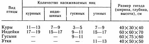 Сколько яиц можно подложить под курицу наседку