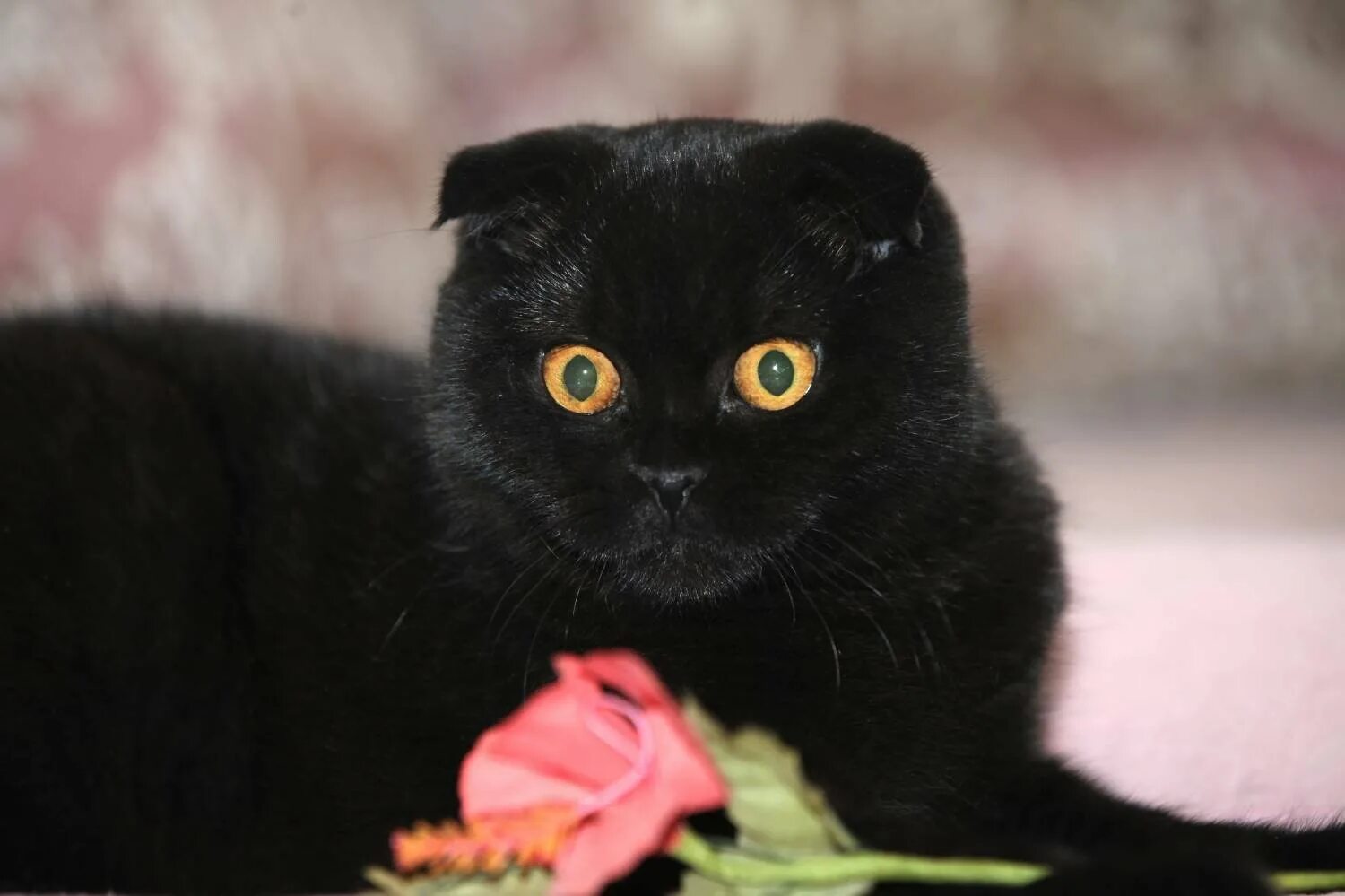 Вислоухий черно белый кот. Шотландская вислоухая кошка черная. шотландский вислоухий кот черный. британская вислоухая кошка черная. шотландец вислоухий черный.