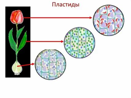 Пластиды в клетках плодов рябины вывод