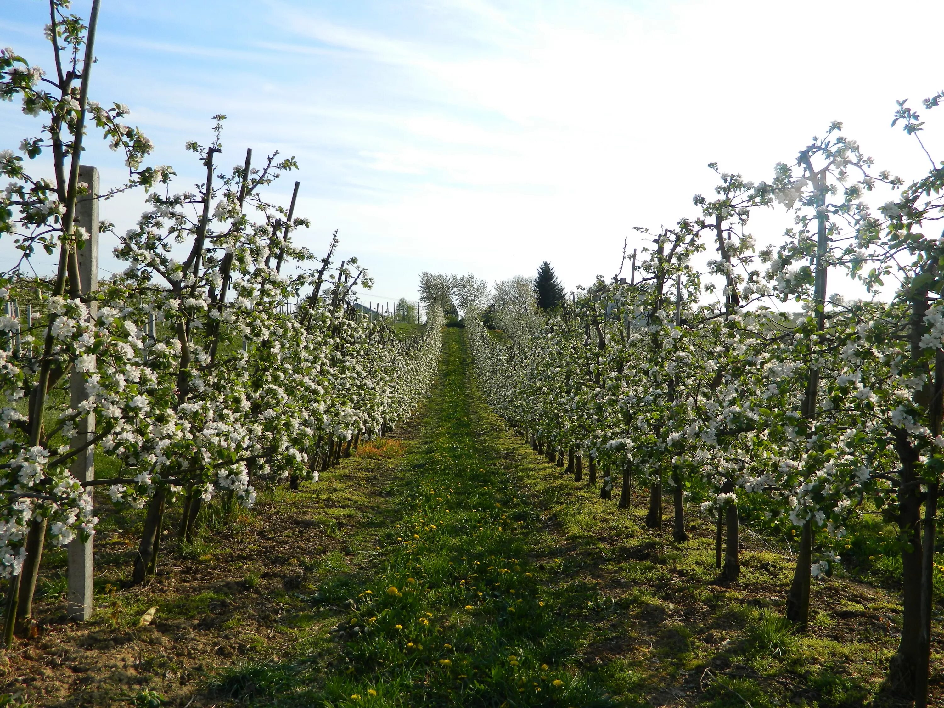 Плодовое хозяйство. Интенсивный Яблоневый сад. Плодопитомник цветущие яблони. Пальметта яблоня. Яблочные плантации Нормандии.