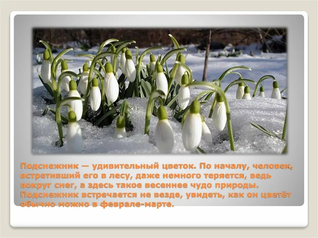 Необычные факты о подснежниках. Первоцветы доклад. Почему подснежники редко встречаются. Растения красной книги подснежник. Подснежник небольшое сообщение.