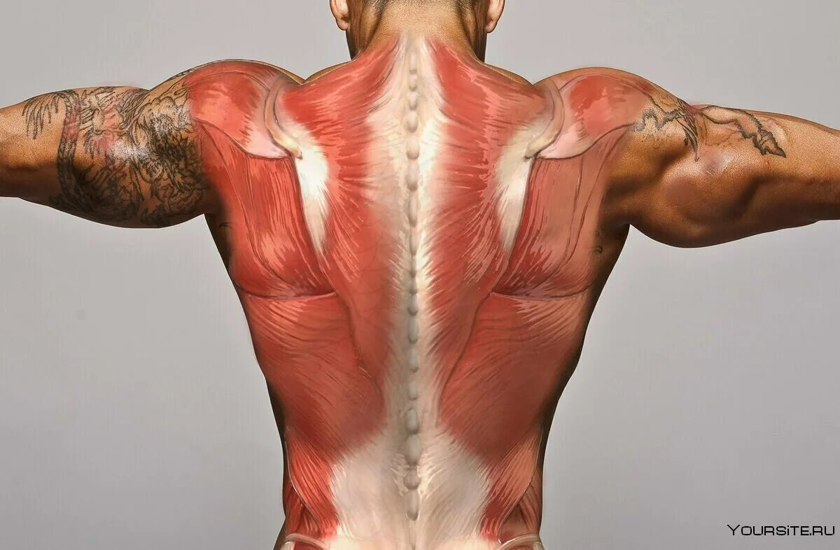 Активная мышца. Мышцы спины. Анатомия спины. Мышцы спины анатомия. Мускулатура спины.