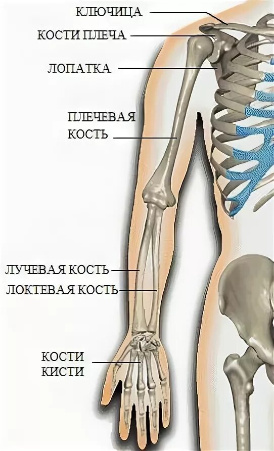 Кости плеча. Кости на плече название. Название костей плеча человека. Как называется кость на плече. Почему костю назвали костей