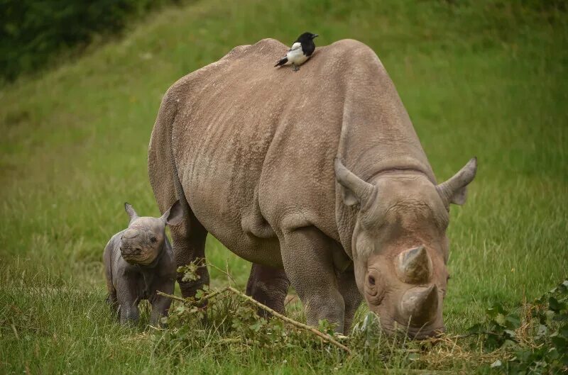 Кормление млекопитающих. Кормление детенышей млекопитающих. Носорог с детенышем в зоопарке. Млекопитающие кормят детенышей.