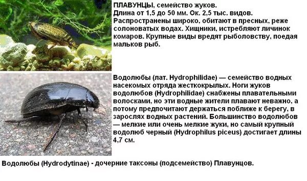 Жук плавунец и водолюб большой сравнение. Место обитания жука водолюба большого. Длина тела водолюба большого. Форма тела жука водолюба. Длина тела водолюба большого.