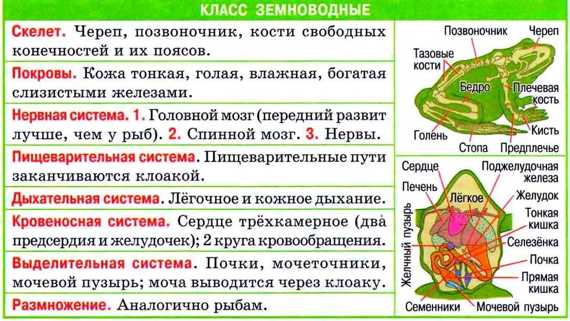 Отделы тела пресмыкающихся и млекопитающих. Строение систем органов земноводных. Внешнее строение земноводных 7 класс биология таблица. Класс земноводные система органов органы функции. Особенности строения систем органов земноводных строение функции.