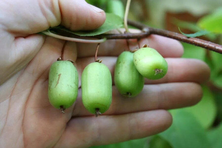 Актинидия (Actinidia) относится к семейству Актинидиевые. Это достаточно экзотич