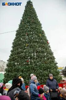Ели открыли
