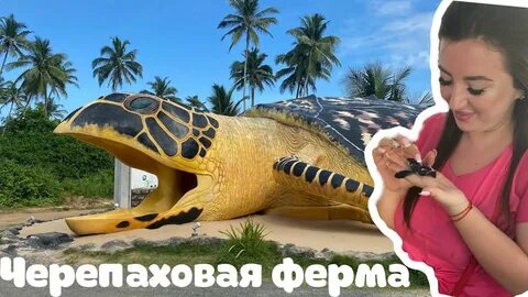 Черепашья ферма шри