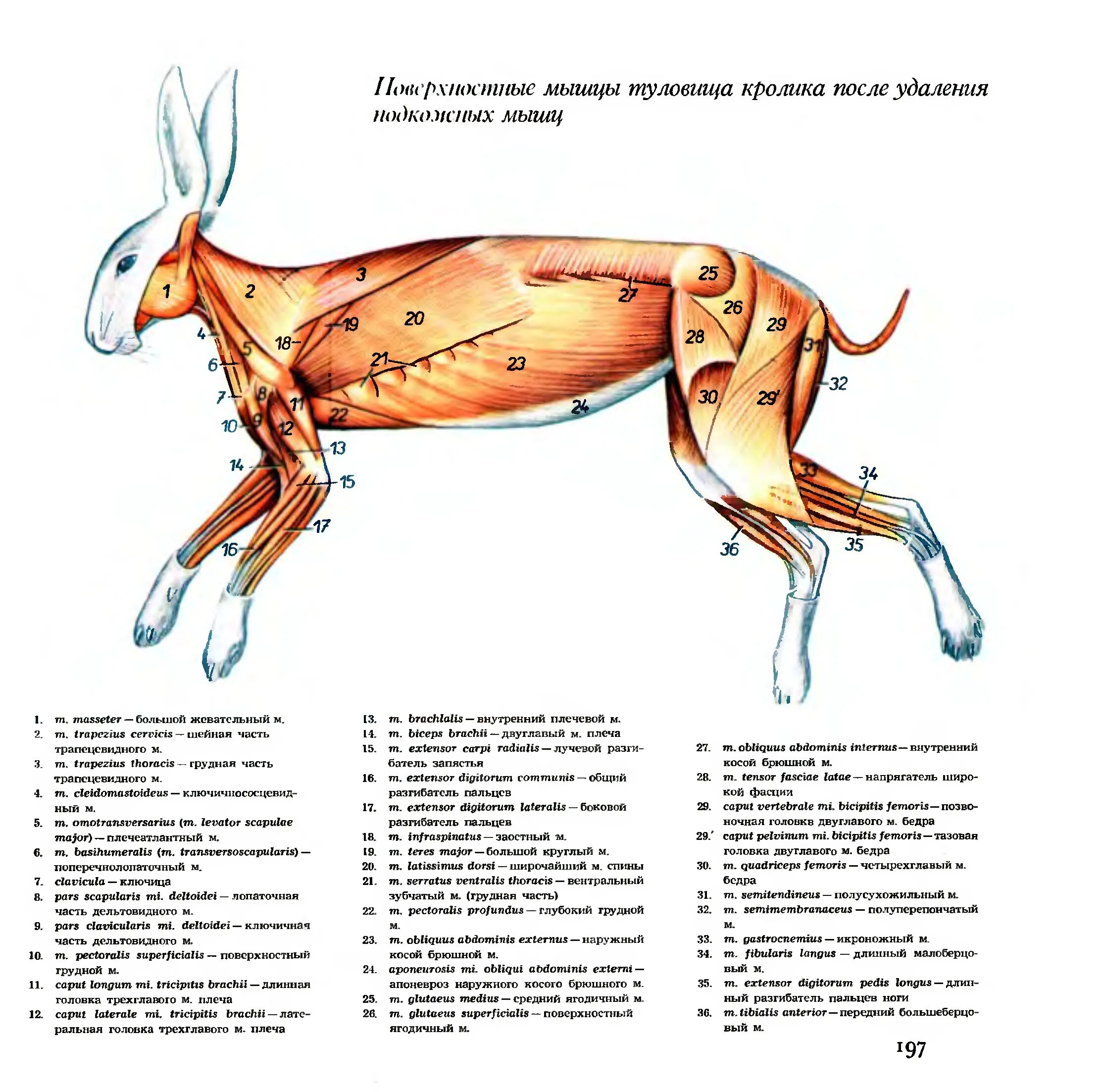 Строение задних лап кролика. Мышечная система кролика. Строение скелета кролика. Строение задней конечности кроликов. Внутреннее строение кролика