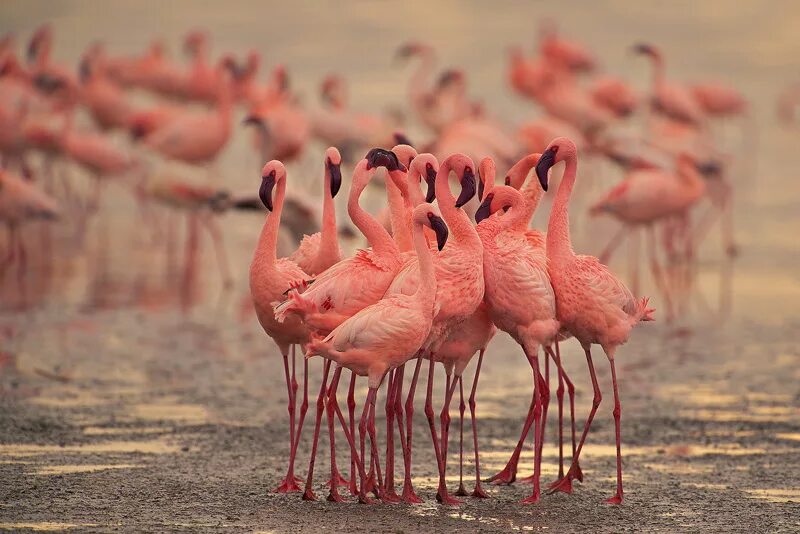 Фламинго интересная. Озеро Натрон Фламинго. Розовый Фламинго на озеро Натрон. Озеро Натрон в Танзании. Озеро с розовыми Фламинго в Танзании.