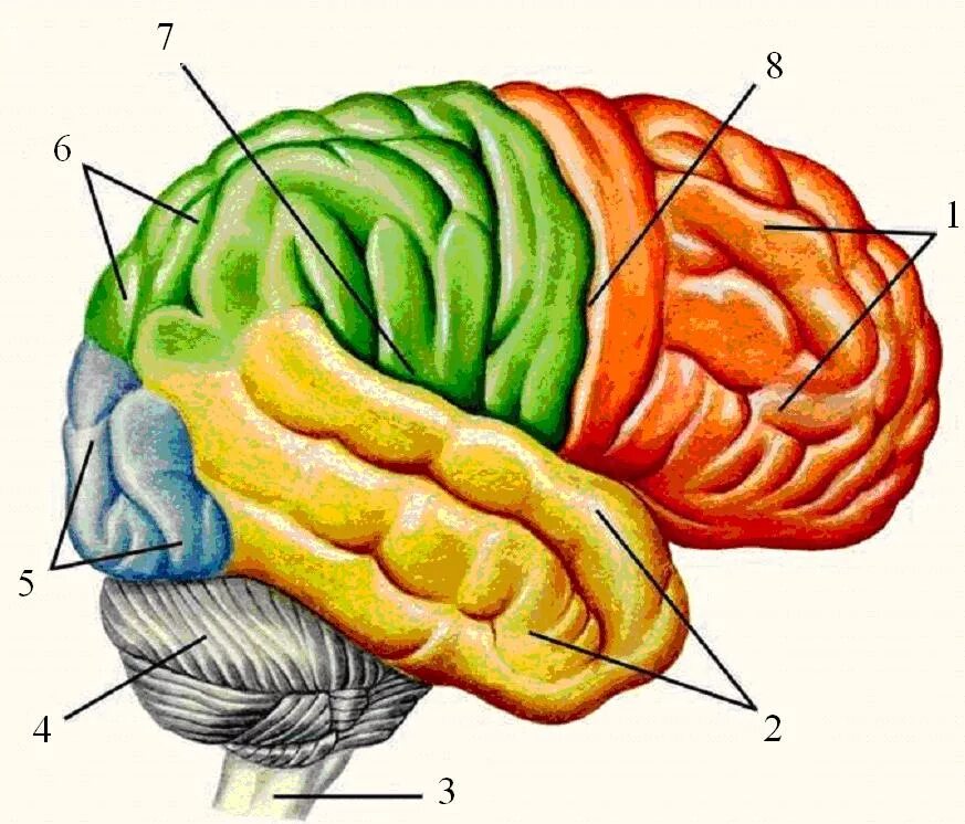 Рисунок мозга биология 8 класс. Анатомия теменной доли головного мозга. Большие полушария головного мозга вид сбоку. Головной мозг: 1 — большие полушария; 2 — мозжечок;. Теменно-затылочная борозда.