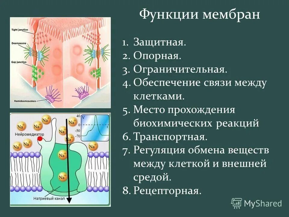 Защитную функцию клетки выполняет