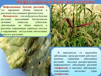 Массовые заболевания растений называются