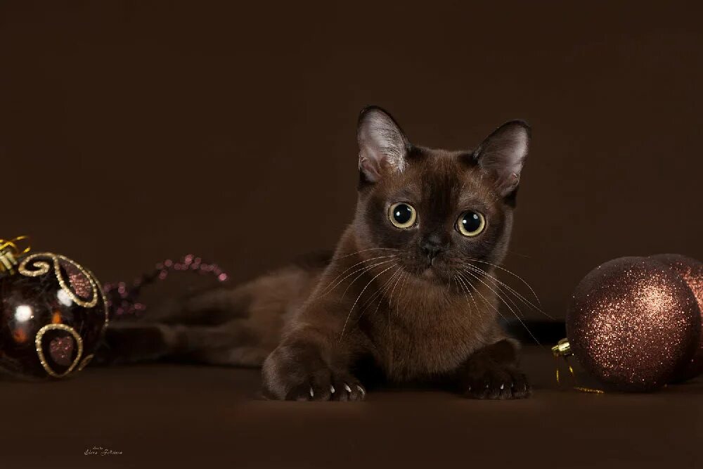 Фото шоколадных кошек. Бурманская кошка. Шоколадная Бурманская кошка. Европейская Бурма. Шоколадная кошка порода Бурманская.