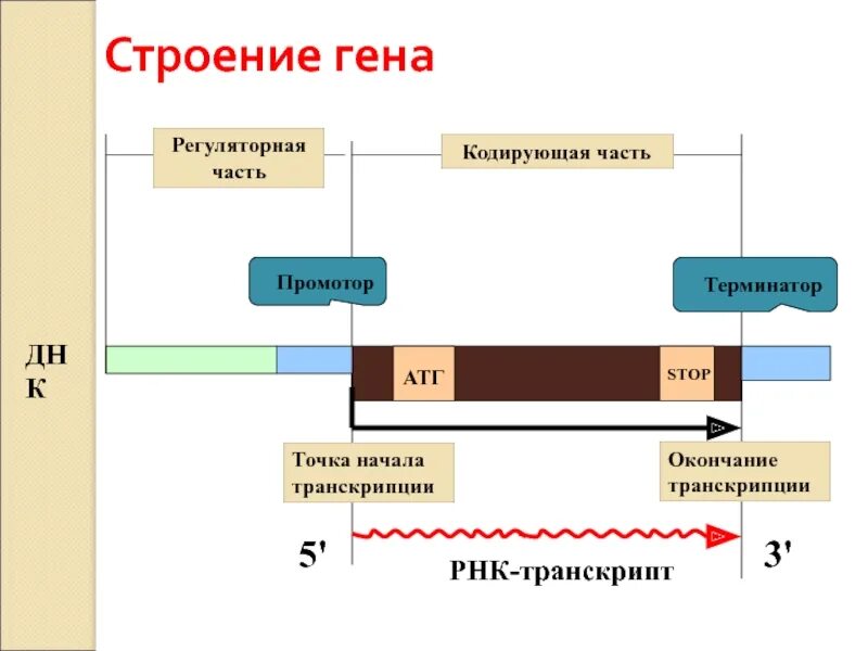 Участки структурного гена. Структура Гена промотор Терминатор. Структура Гена эукариот. Строение Гена. Информационная структура Гена.