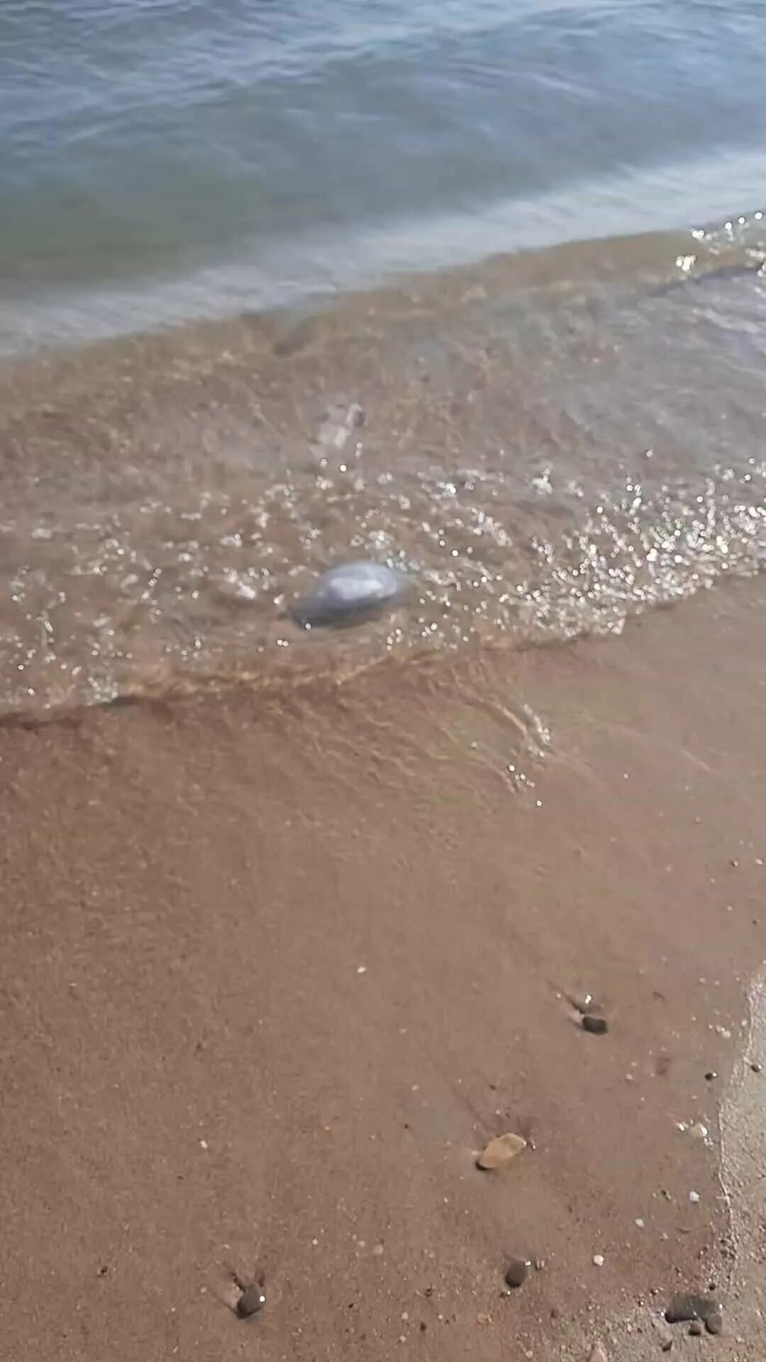 Сероводород в черном море. Медуза корнерот с человеком. Течение тягун в черном море. Чем опасно черное море. Чем опасно черное море.