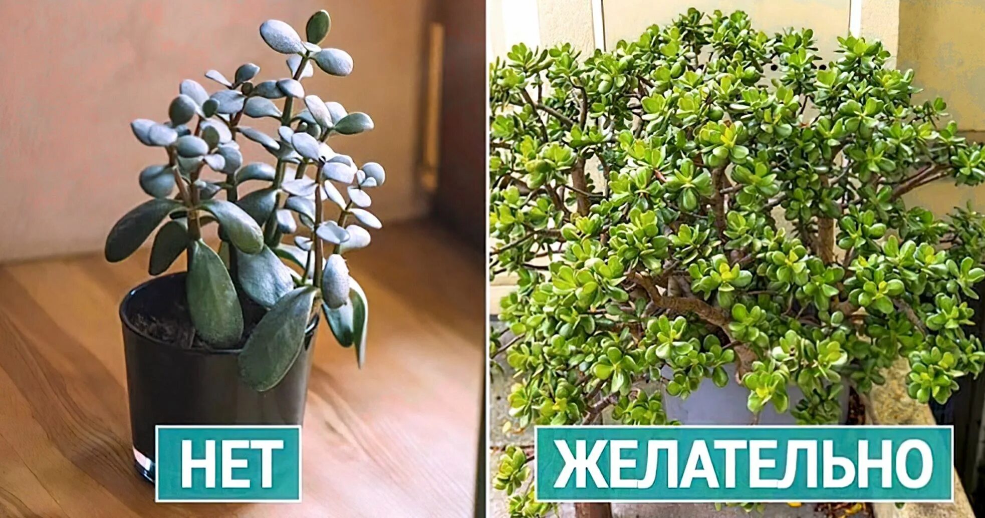 Где поставить денежное. Толстянка денежное дерево. грошове дерево. денежное дерево рублевое. кашпо для денежного дерева.