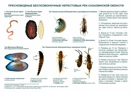 Группы беспозвоночных которые населяют пресные водоемы