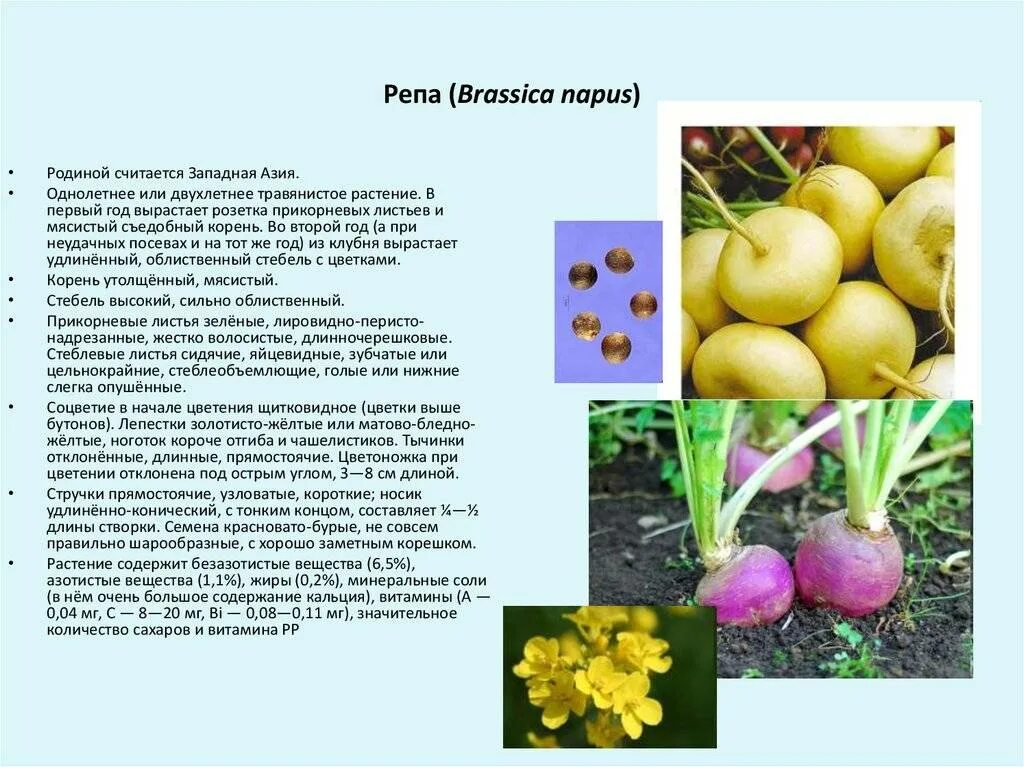 Редис крестоцветное растение. Репа крестоцветная. Крестоцветные турнепс. Репа к какому семейству относится. Турнепс (brassica rapa).