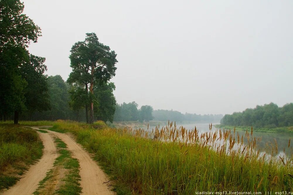 Берег реки клязьмы. Река клязьма обрывистый берег. Сосновые берега клязьмы. Крутые берега реки клязьма. Липецк сокол пейзаж.