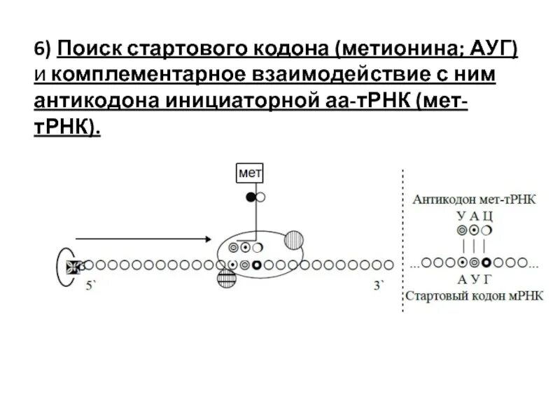 Трнк строение петли. Взаимодействие кодона и антикодона. Антикодоны трнк и ирнк. Т рнк антикодон кодон. Кодону ауа комплементарен антикодон.