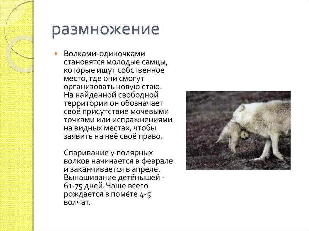Характеристика роста животных