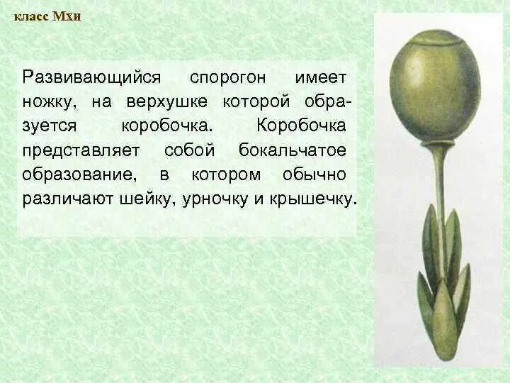 Спорогон у мхов это. Спорогон сфагнума. коробочка сфагнума. строение коробочки сфагнума.