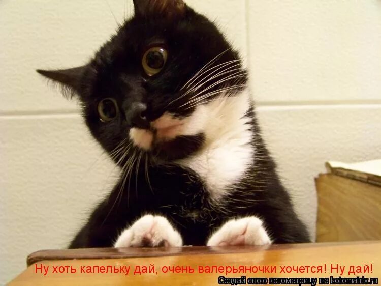 Talking tom 2 2011. Где говорящие коты. Talking tom 2005. Где говорящие коты. Talking tom cat 2010.