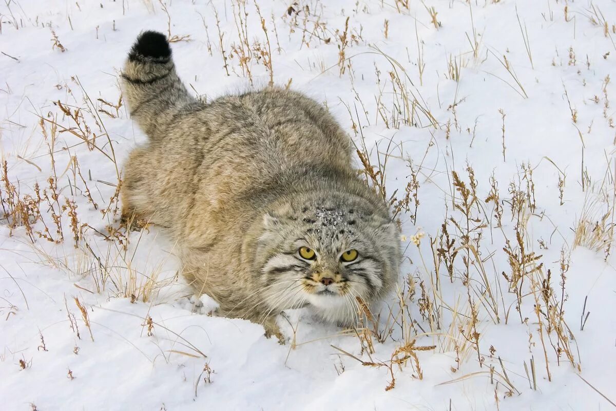 Даурский заповедник Манул