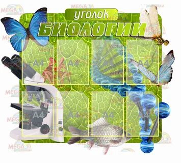 Как оформить биологию