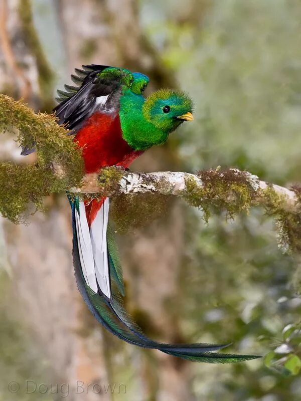 Flickriver: im.estudio's photos tagged with plumas