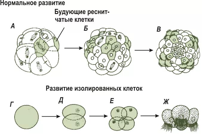 Изолированное развитие