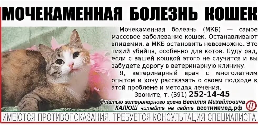 Как понять что болит у кошки. Как понять что у кота мочекаменная болезнь признаки. мочекаменная болезнь у котов симптомы. мочекаменная болезнь мкб у кота. симптомы мкб у кота.