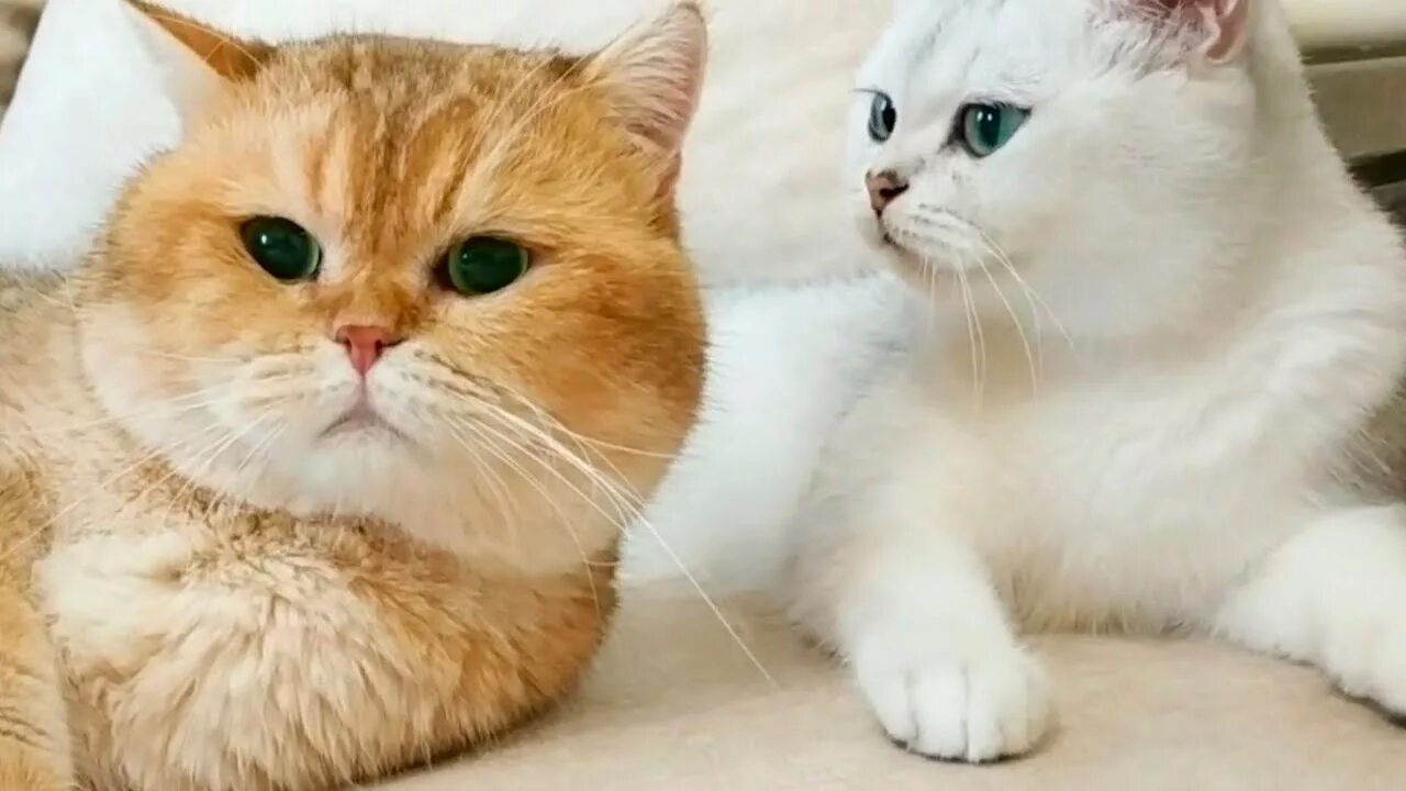 Кот вильям санкт петербург. Teddy kittens вильям. кот вильям порода. cat william teddy kittens. кот вильям лесные истории.