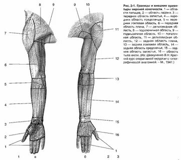 Верхняя граница плеча