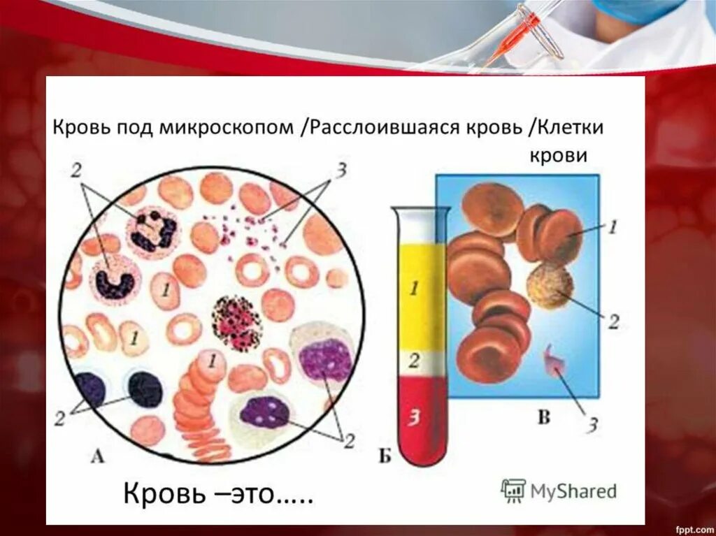 Состав крови кровь под микроскопом. Расслоившаяся кровь клетки крови. Строение крови человека под микроскопом. Рис 57 состав крови.