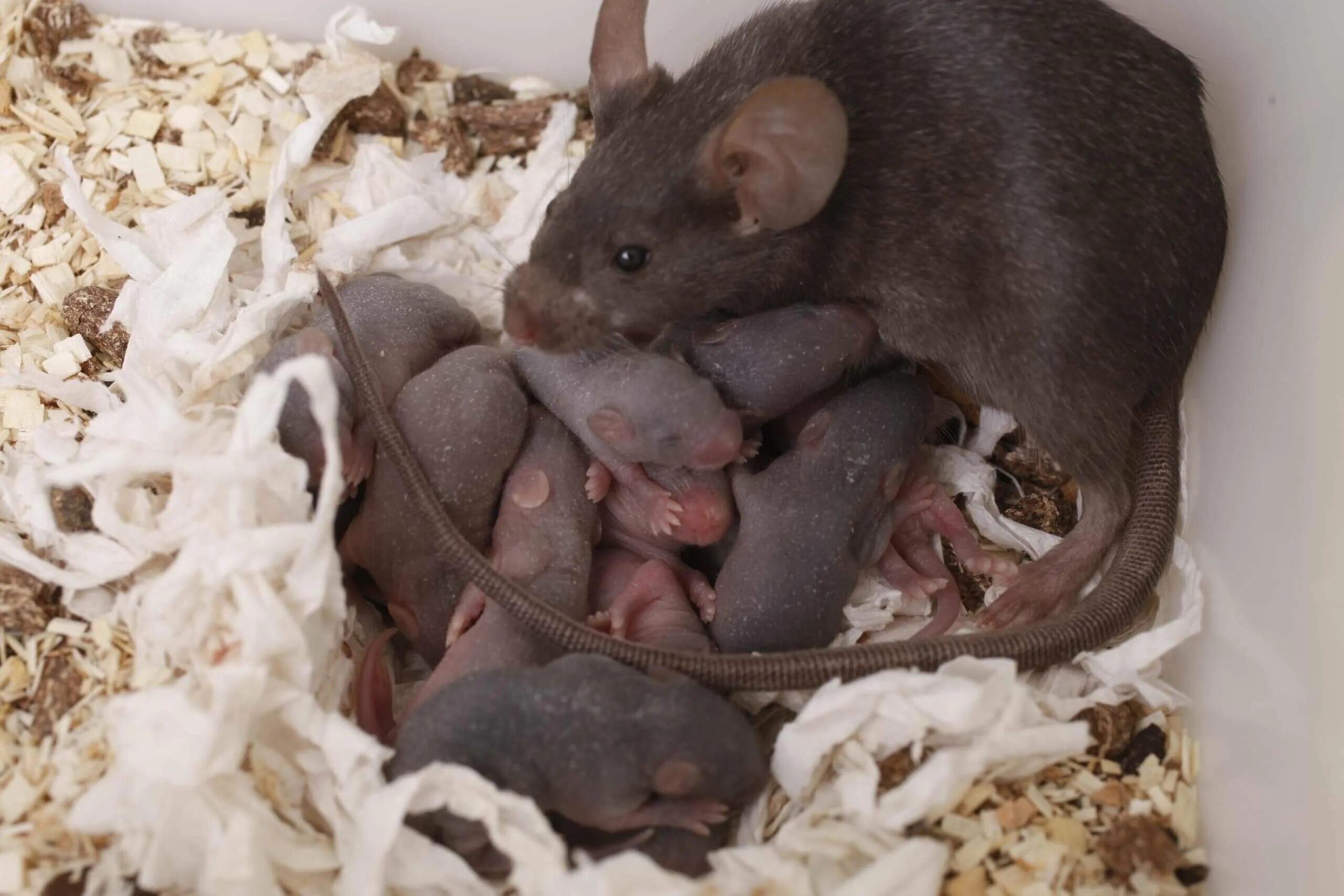 Крыса. Маленькие крысы. Мышь Подвальная. Мышь которая живет в домах.